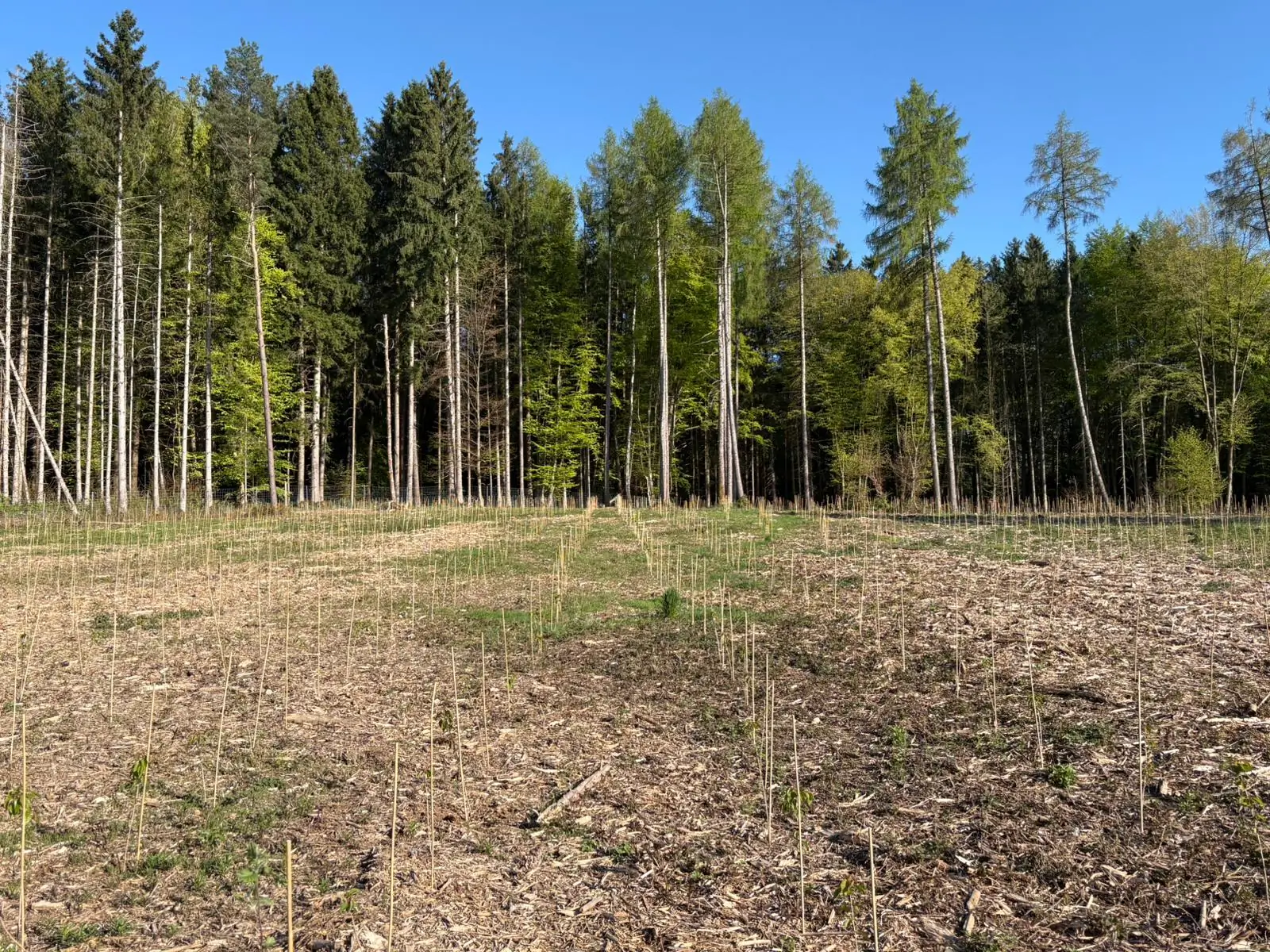 Aufforstung im Wald