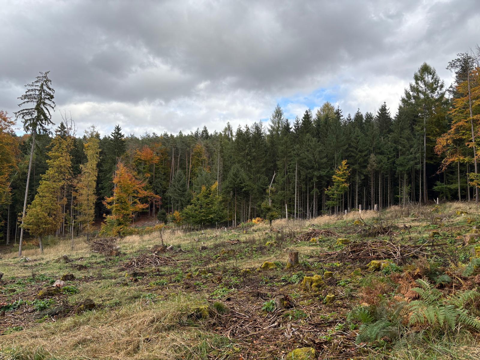 Pflegearbeiten im Waldbestand