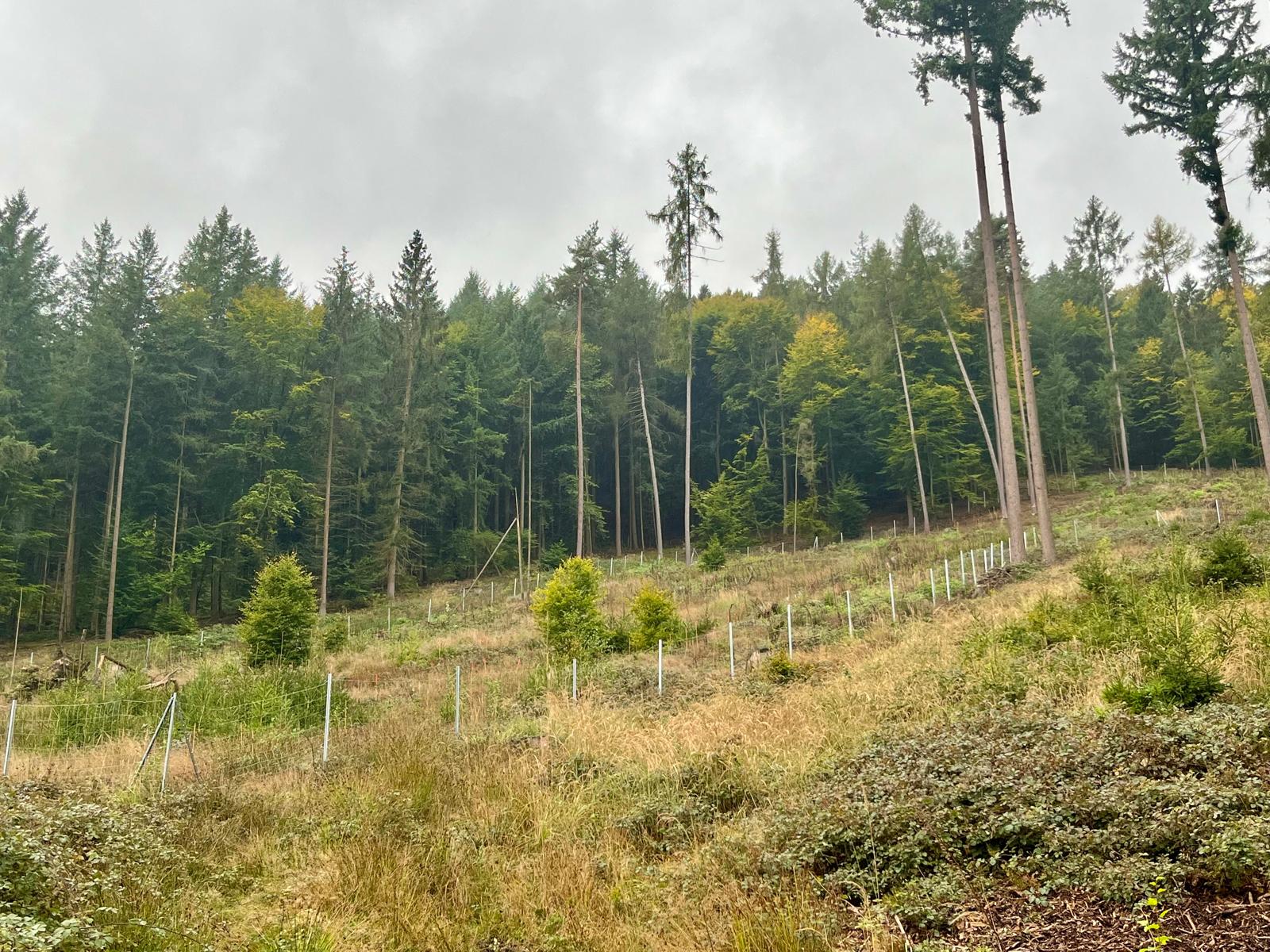Zaunbau und Verbissschutz für junge Bestände