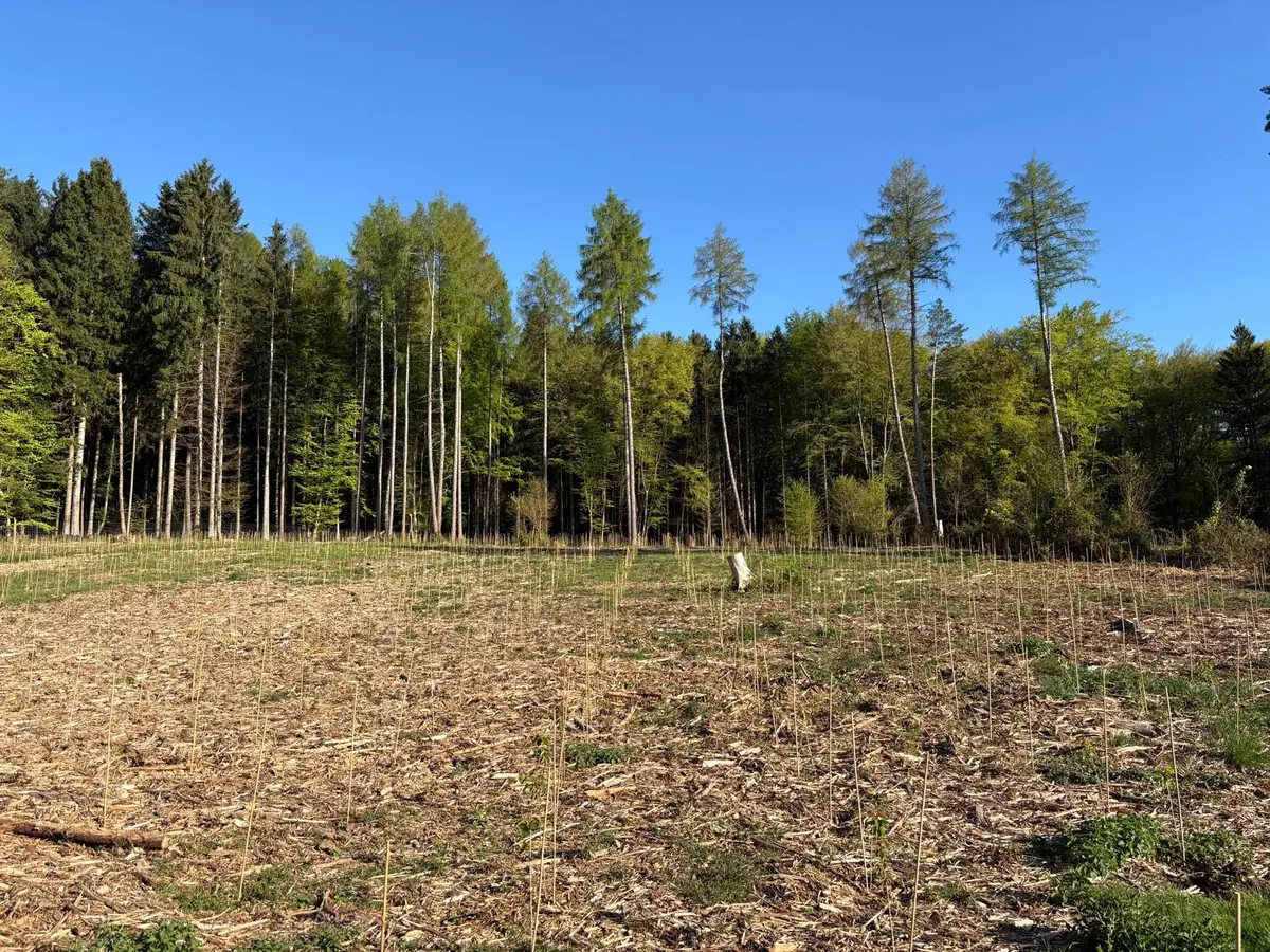 Vorbereitete Aufforstungsfläche am Waldrand
