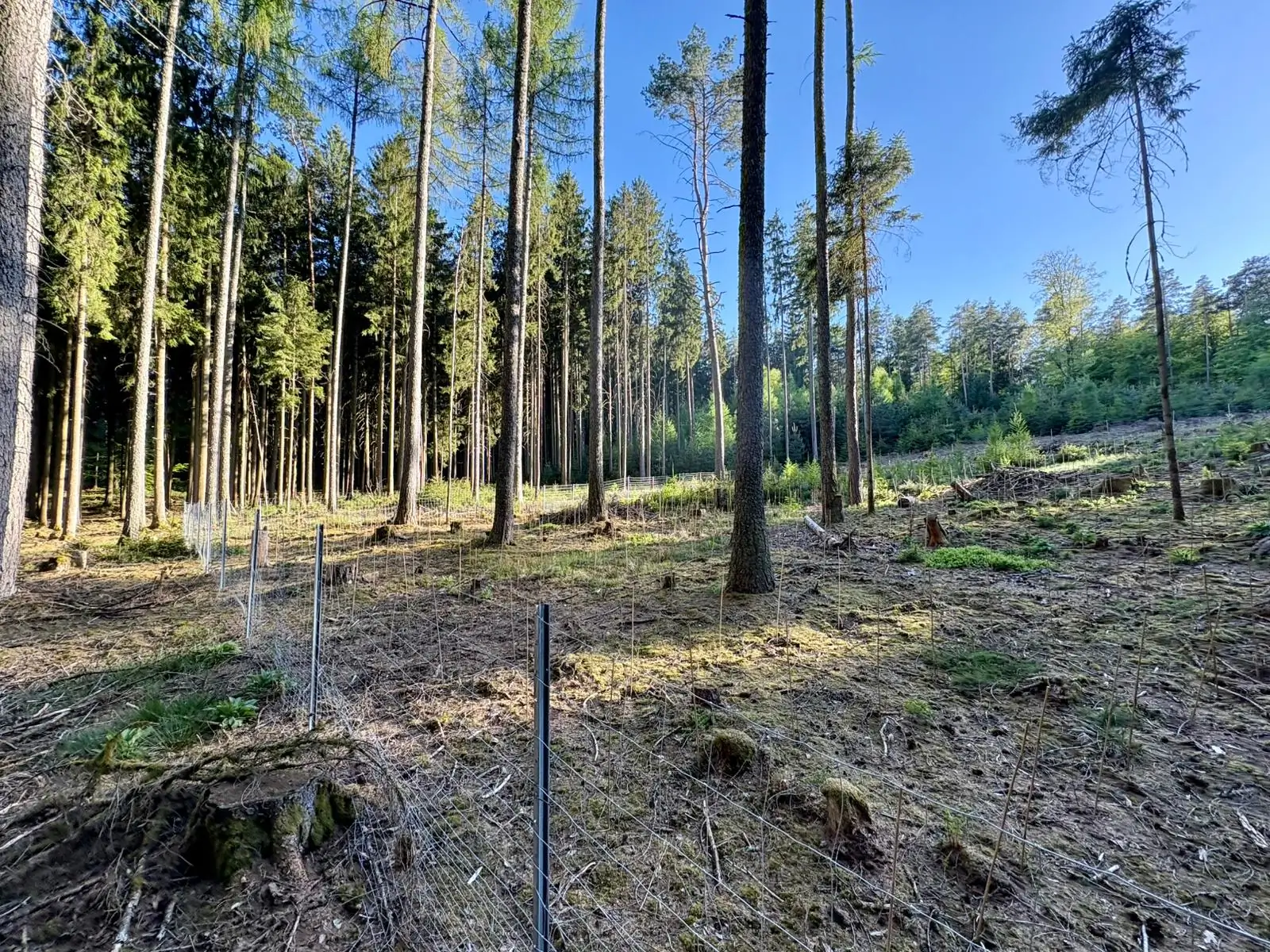 Gezäunte Aufforstungsfläche im Wald