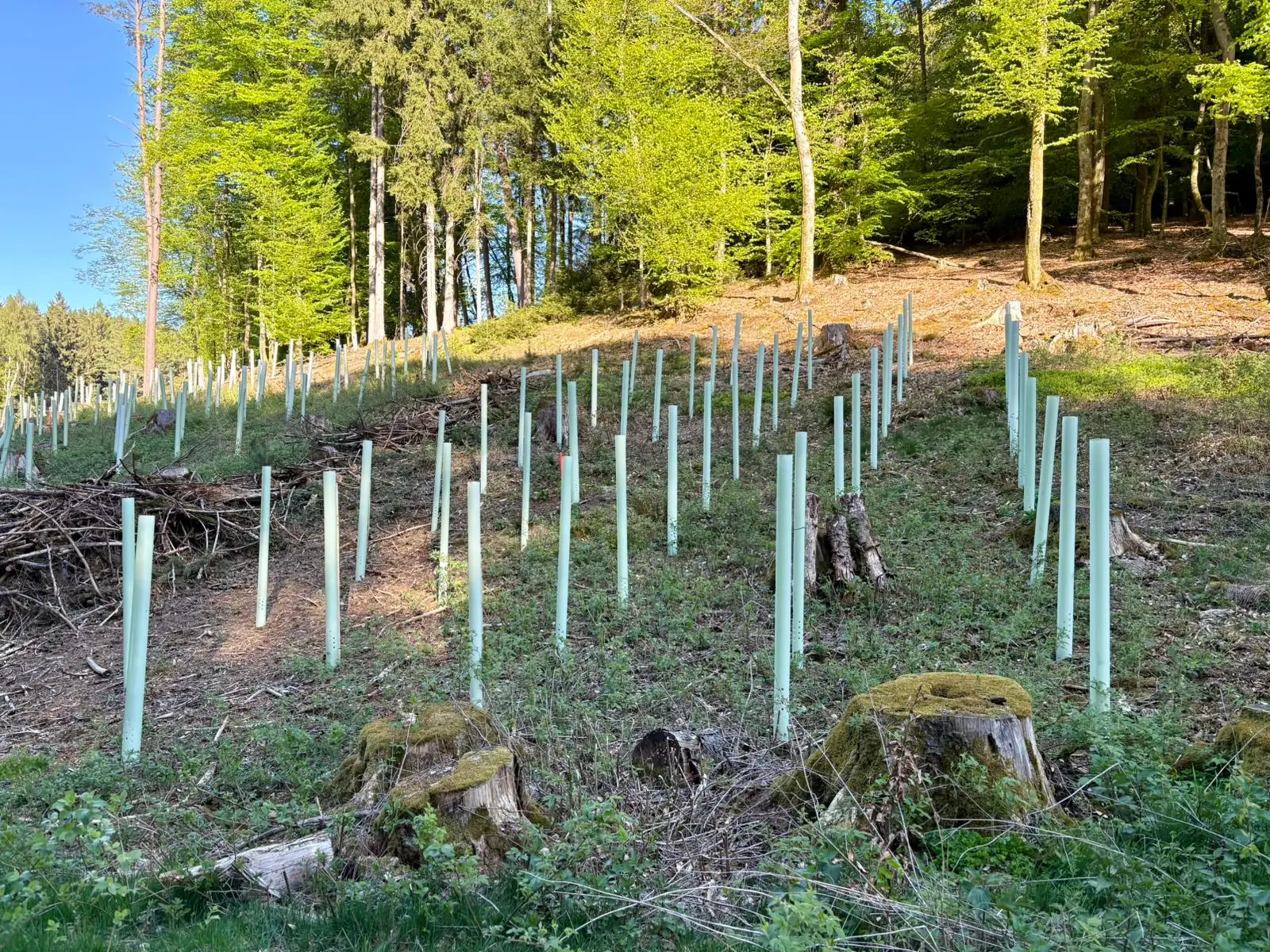 Jungpflanzen mit Einzelschutz auf einer Waldfläche