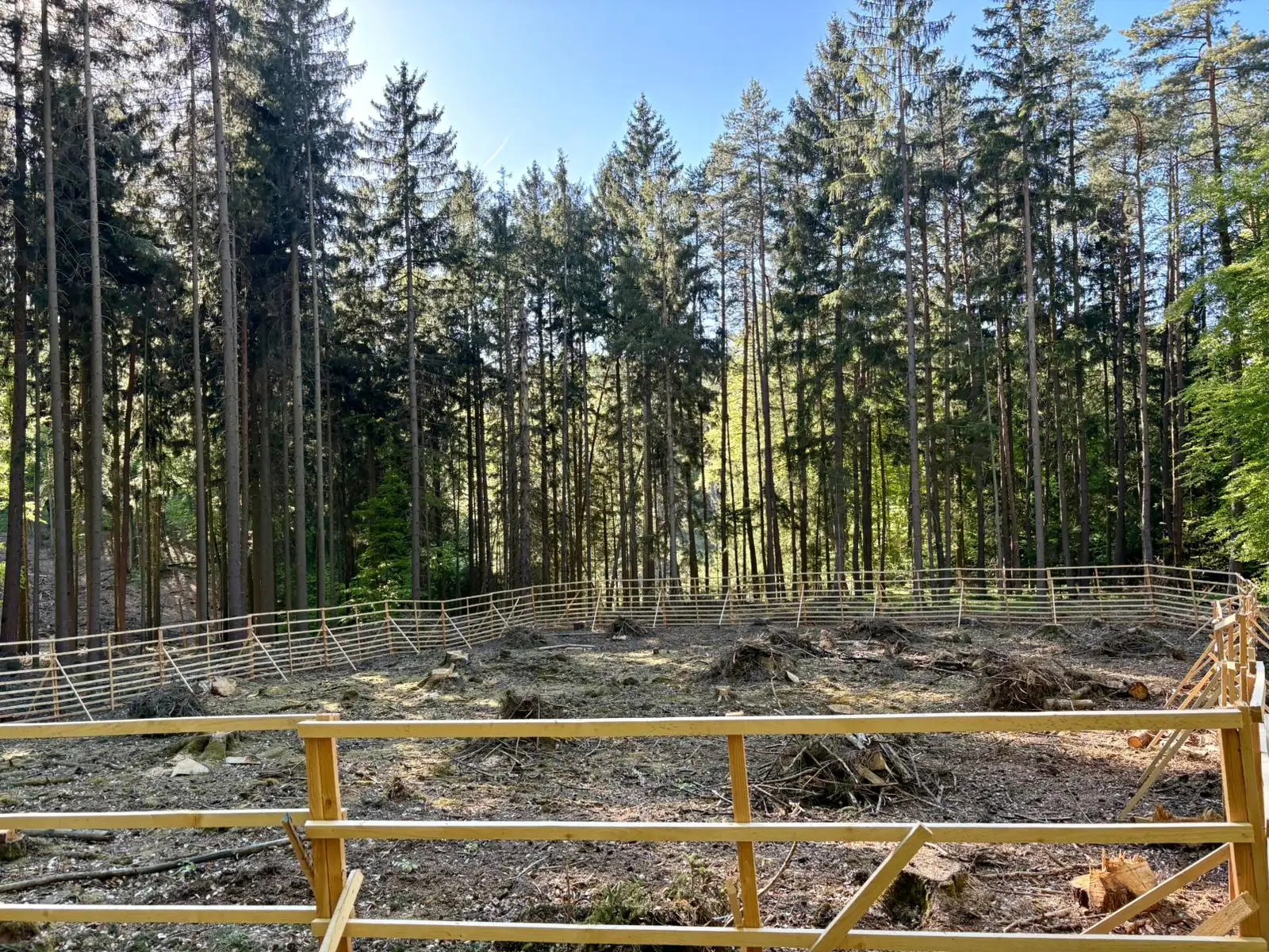 Hordengatter als Verbissschutz im Waldbestand